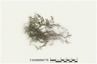 藏品(複枝羽蘚)的圖片